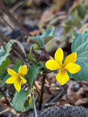 Viola lobata integrifolia