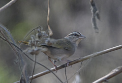 Arremonops rufivirgatus