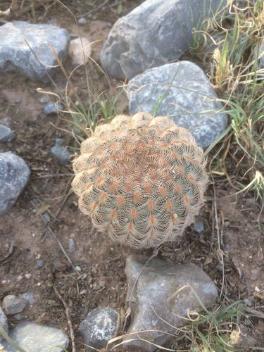 Echinocereus primolanatus