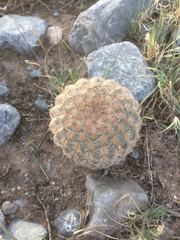 Echinocereus primolanatus