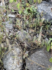 Tetramerium