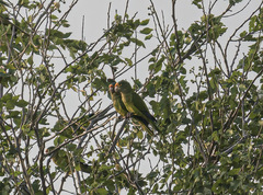 Eupsittula canicularis