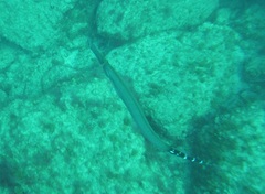 Aulostomus strigosus