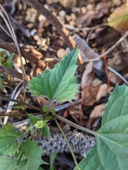 Viola lobata integrifolia