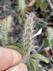 Tetramerium