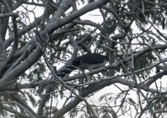 Micrastur semitorquatus