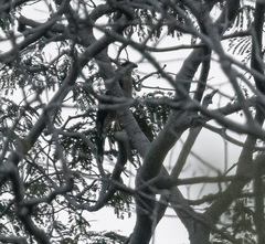 Micrastur semitorquatus