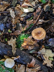 Paralepista flaccida