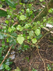 Streblus heterophyllus