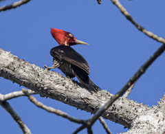 Campephilus guatemalensis