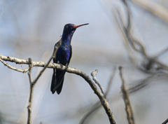 Cynanthus doubledayi