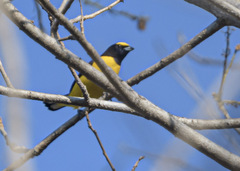 Euphonia affinis