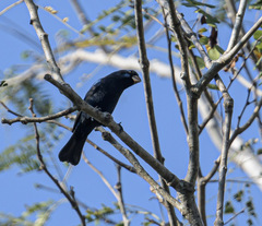 Cyanocompsa parellina