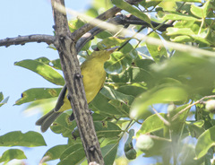 Vireo hypochryseus