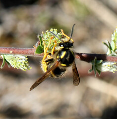 Dolichovespula sylvestris
