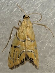 Glaucocharis auriscriptella