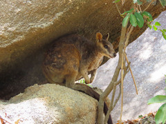 Petrogale mareeba