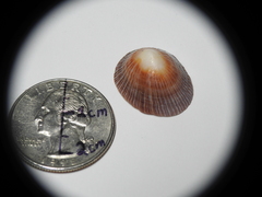 Siphonaria naufragum