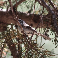 Serpophaga