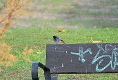 Phoenicurus ochruros