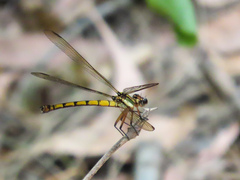 Diphlebia euphoeoides