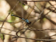 Diphlebia euphoeoides