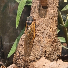 Magicicada septendecim