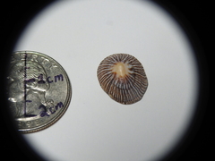 Siphonaria naufragum