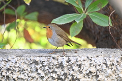 Erithacus rubecula
