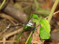 Diphlebia euphoeoides