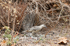Chlamydera nuchalis