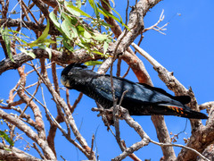 Calyptorhynchus banksii