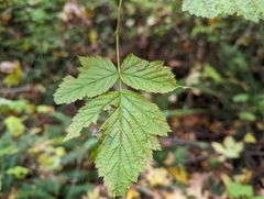 Rubus spectabilis