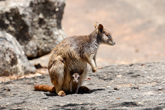 Petrogale mareeba