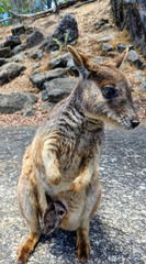 Petrogale mareeba