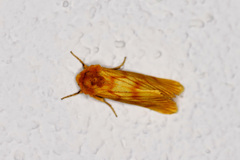 Eulithosia papago