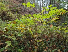 Rubus spectabilis