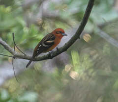 Piranga bidentata