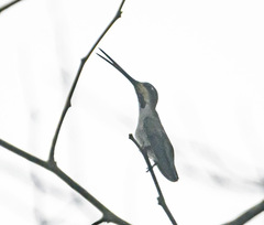 Heliomaster longirostris