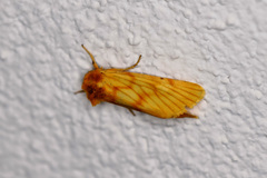 Eulithosia papago