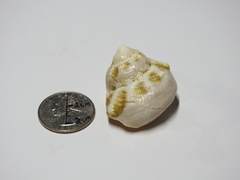 Lithopoma tuber