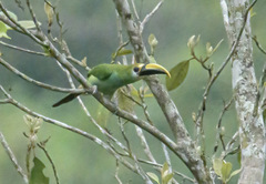 Aulacorhynchus prasinus