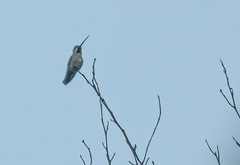 Heliomaster longirostris