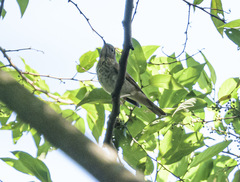 Catharus guttatus