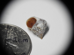 Cenchritis muricatus