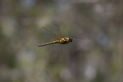 Hydrobasileus brevistylus