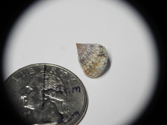 Cenchritis muricatus