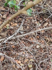 Medopheos edracanthus