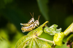 Paraidemona
