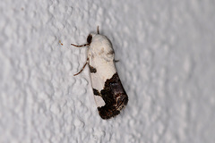 Tarache tetragona